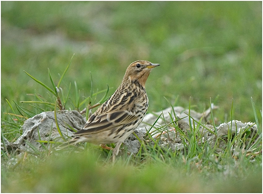 Red-throated Pipit
