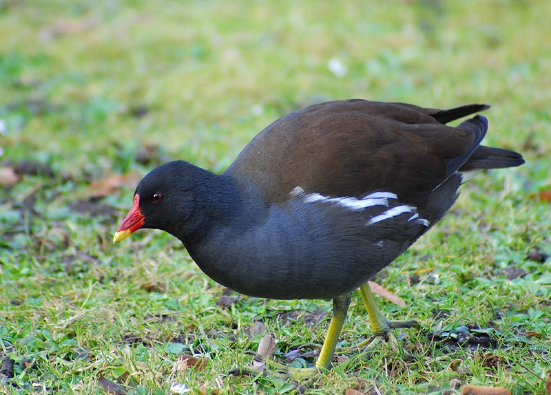 Common Moorhen