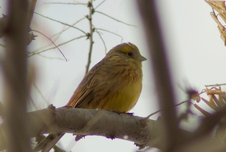 Yellowhammer