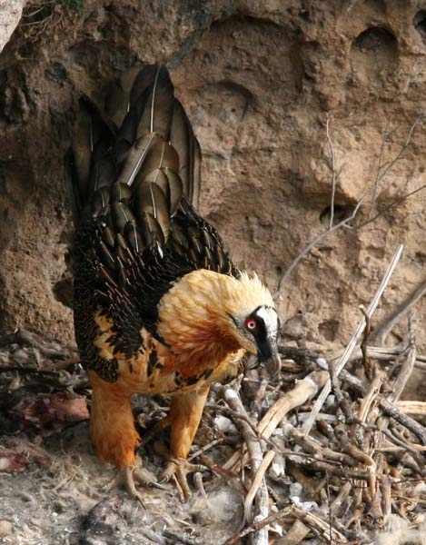 Bearded Vulture