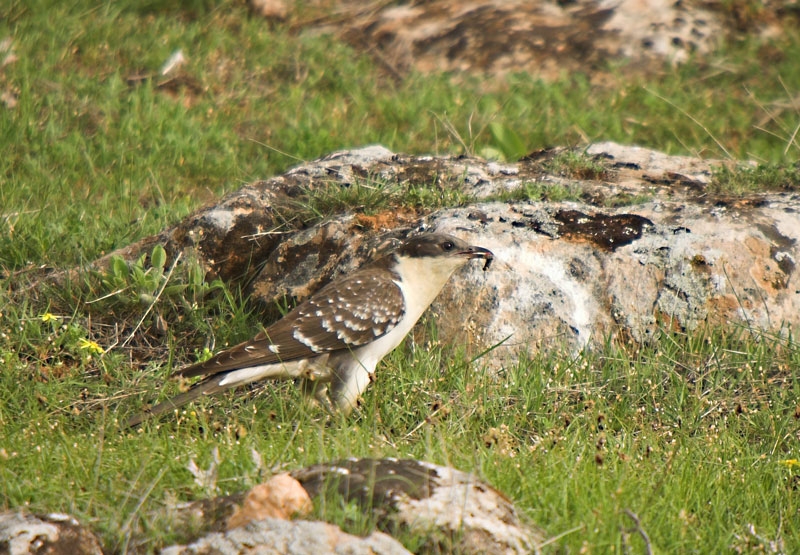 Great Spotted Cuckoo