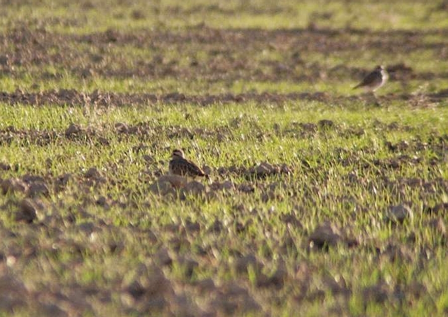 Eurasian Dotterel