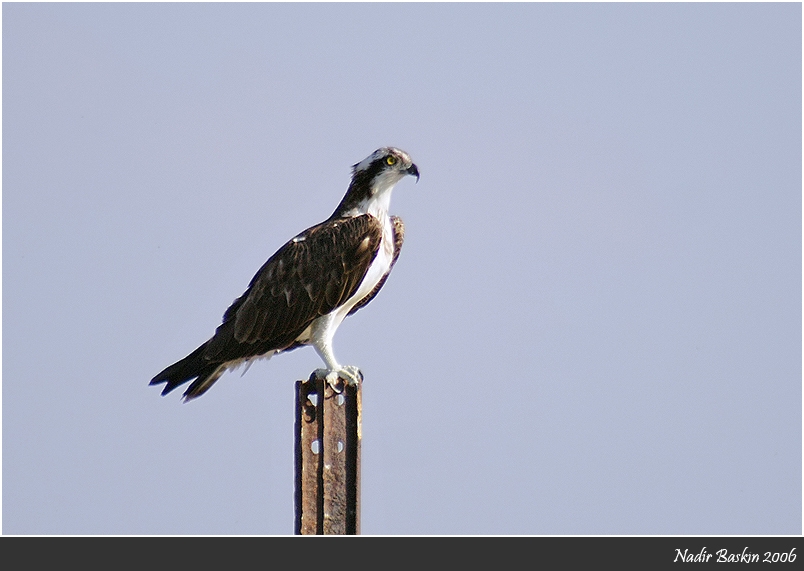 Osprey