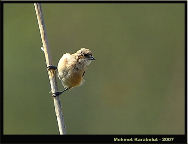Eurasian Penduline Tit