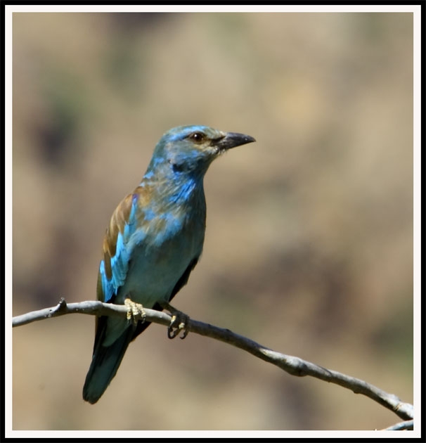 European Roller