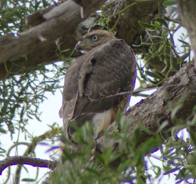 Eurasian Goshawk