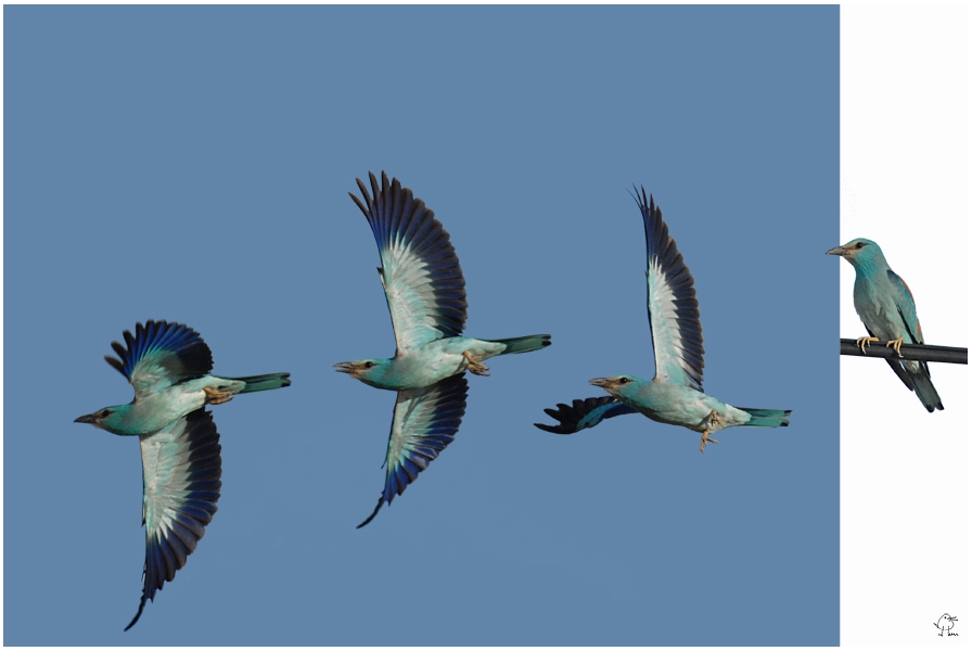 European Roller