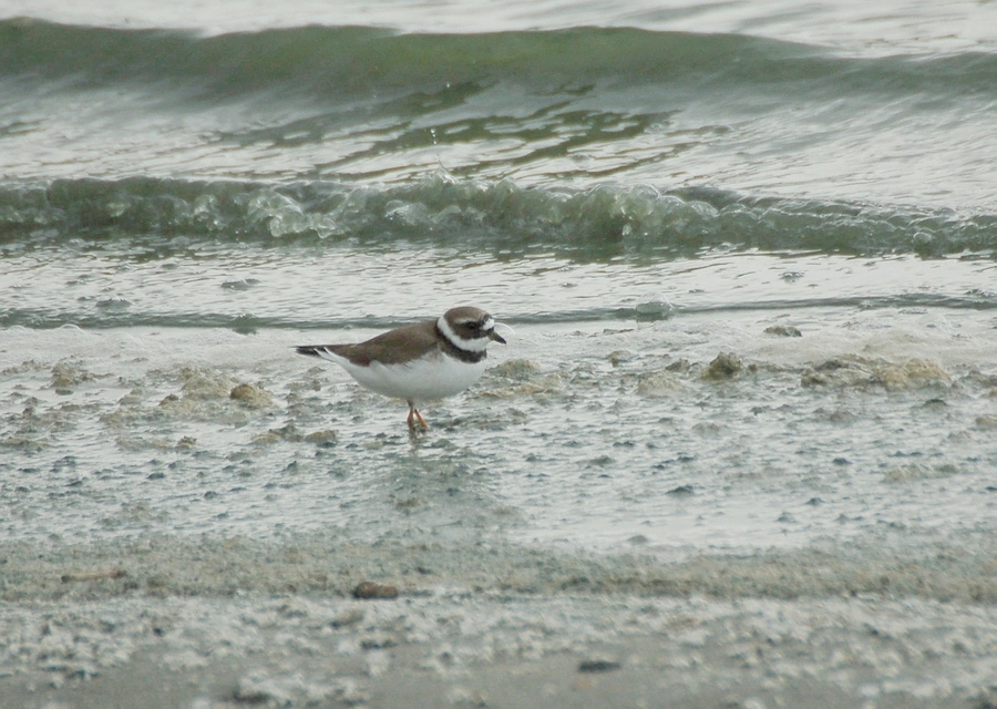 Common Ringed Plover