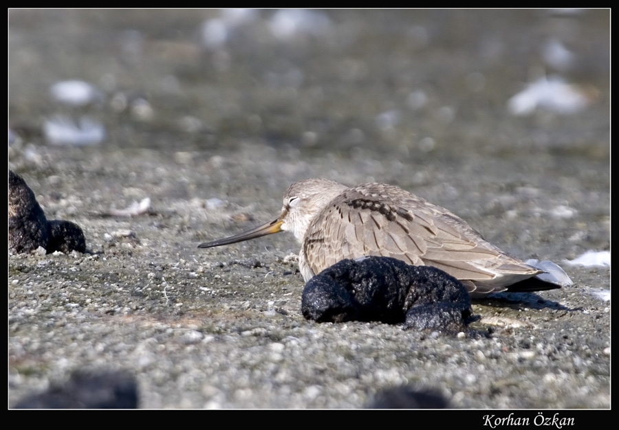Terek Sandpiper