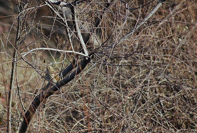 Song Thrush