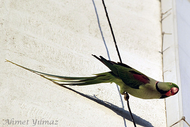 Alexandrine Parakeet