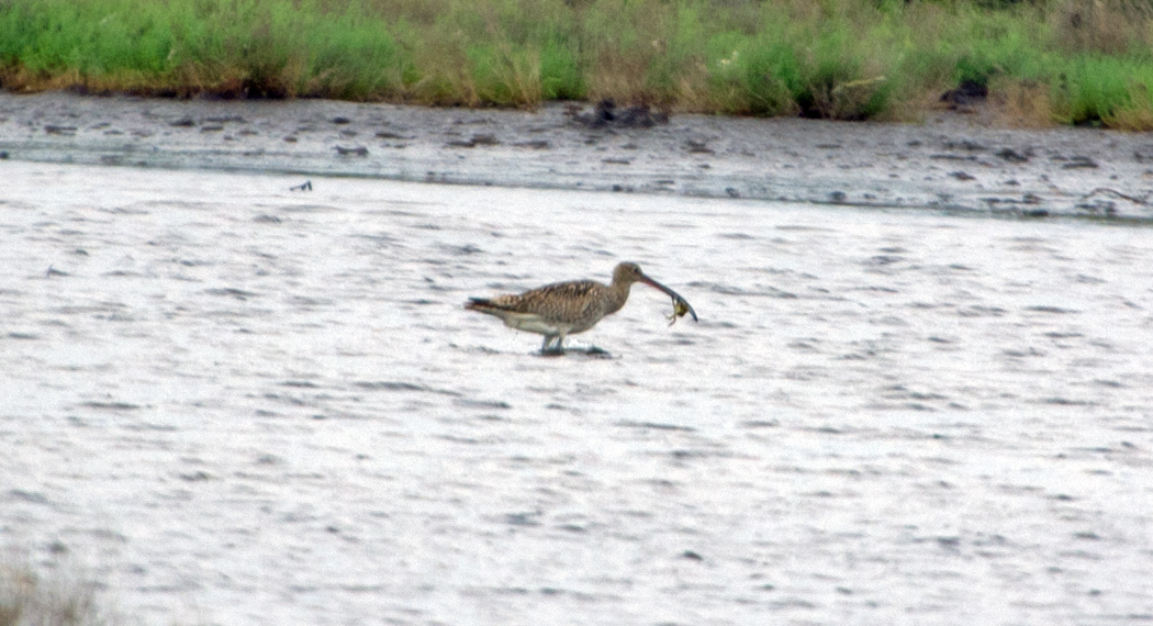 Eurasian Curlew
