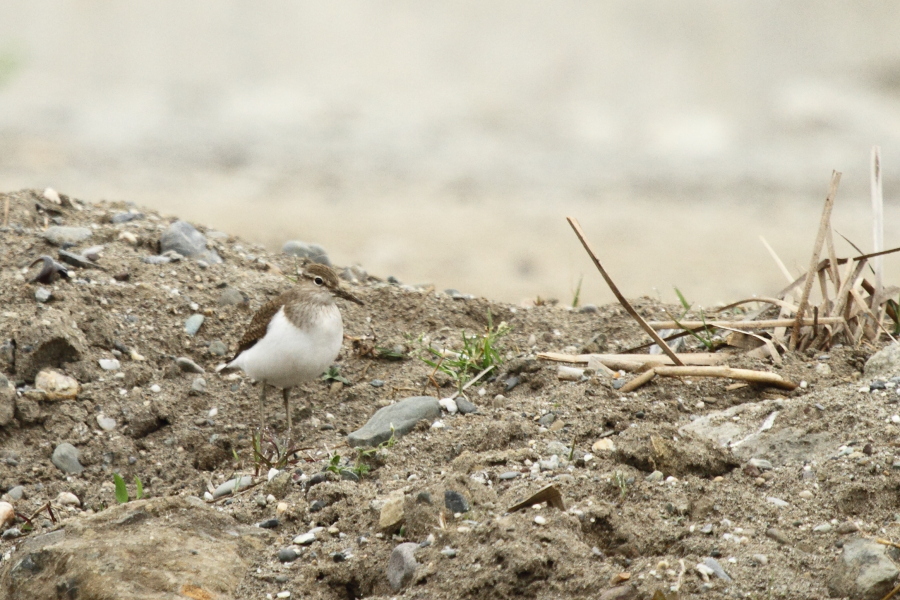 Common Sandpiper