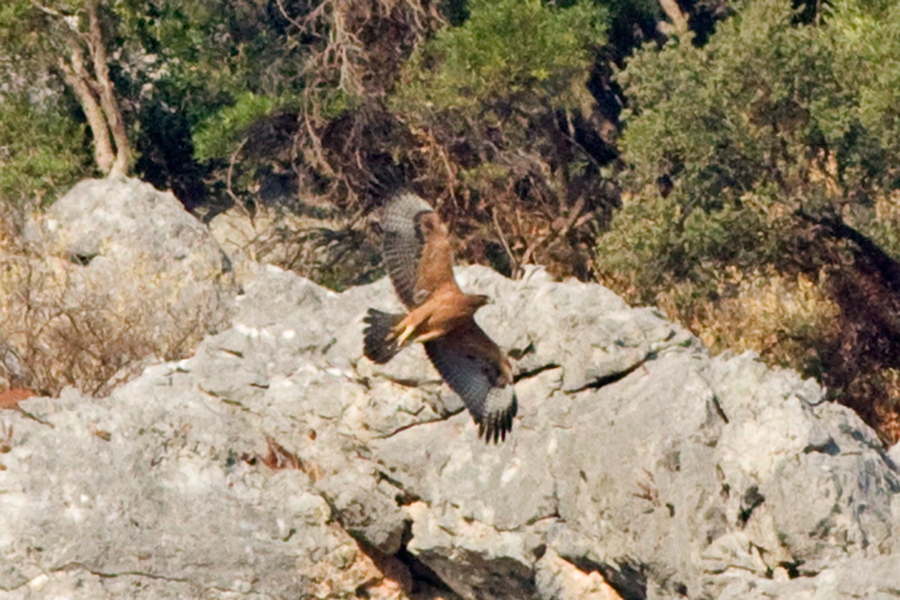 Bonelli`s Eagle