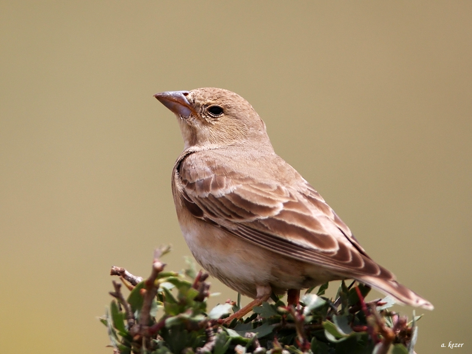 Pale Rockfinch