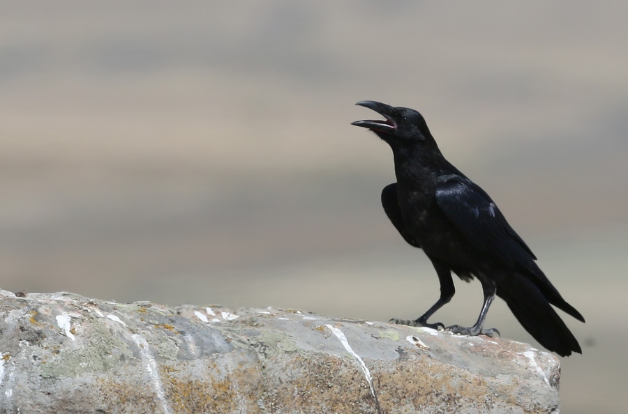 Northern Raven