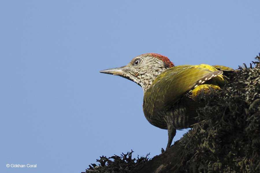 European Green Woodpecker