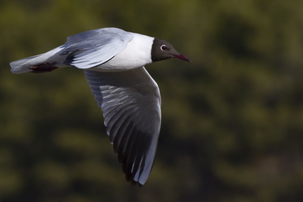 Black-headed Gull