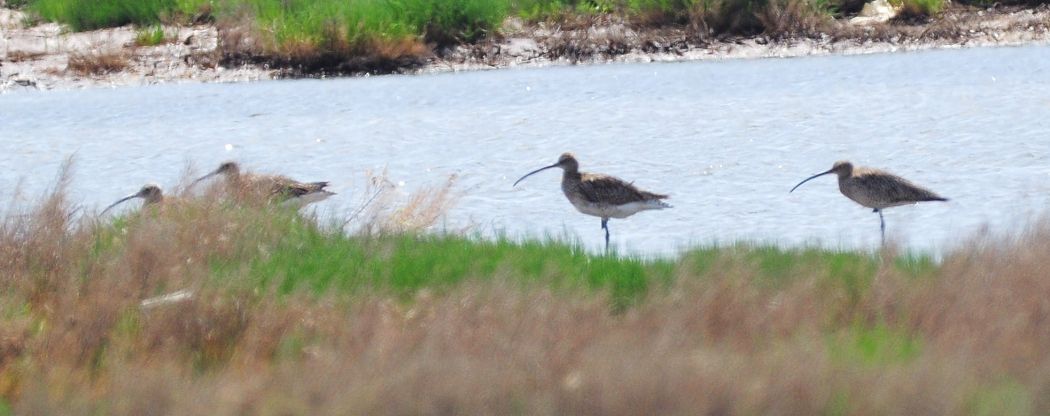 Eurasian Curlew