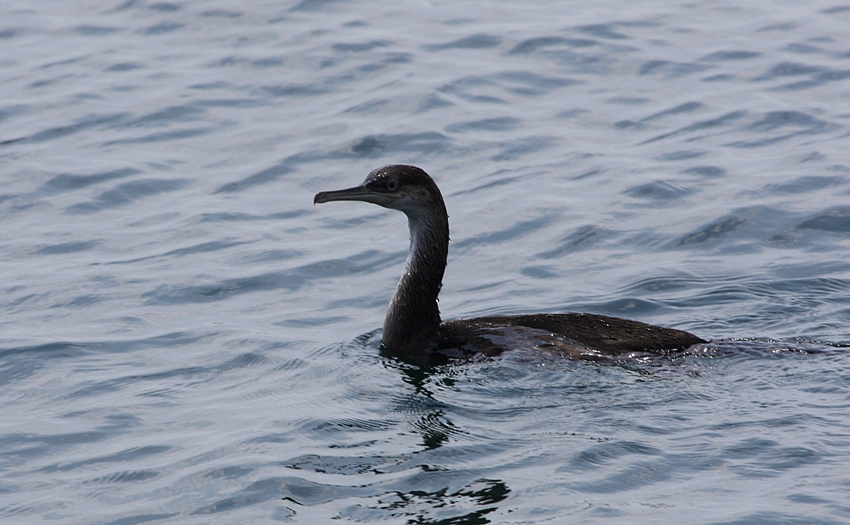 European Shag
