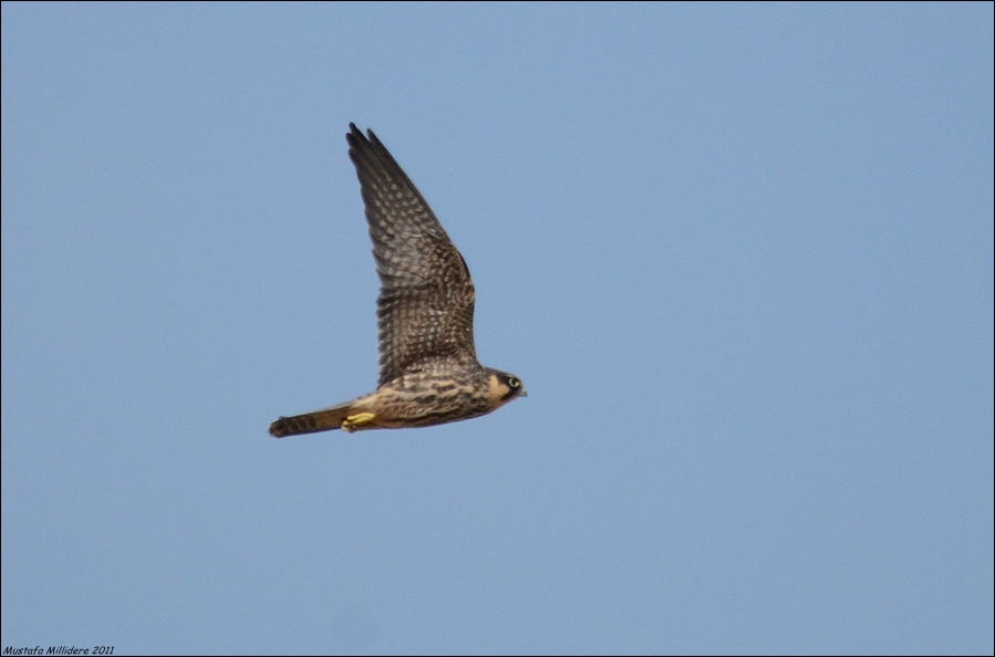 Eurasian Hobby