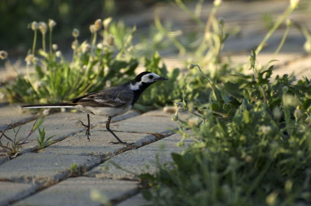 White Wagtail