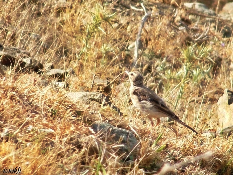 Tawny Pipit