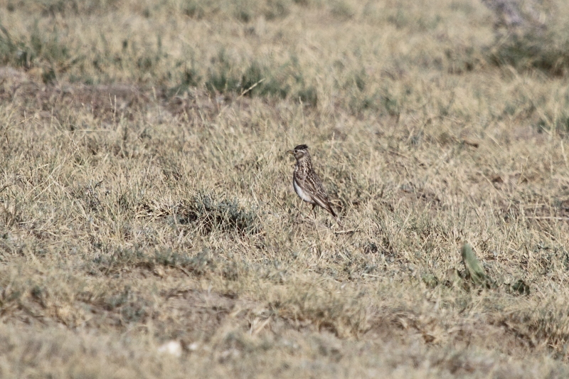 Eurasian Skylark