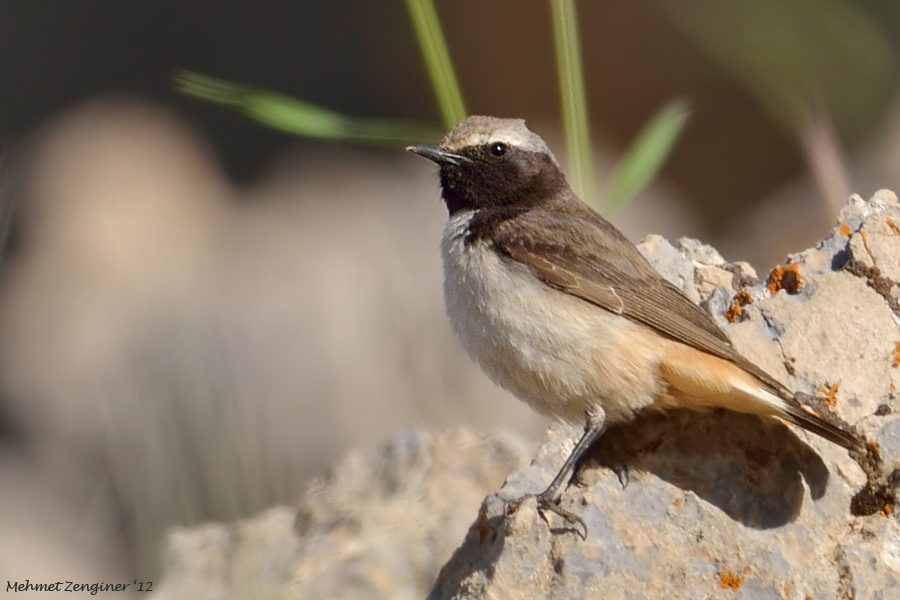 Red-tailed Wheatear