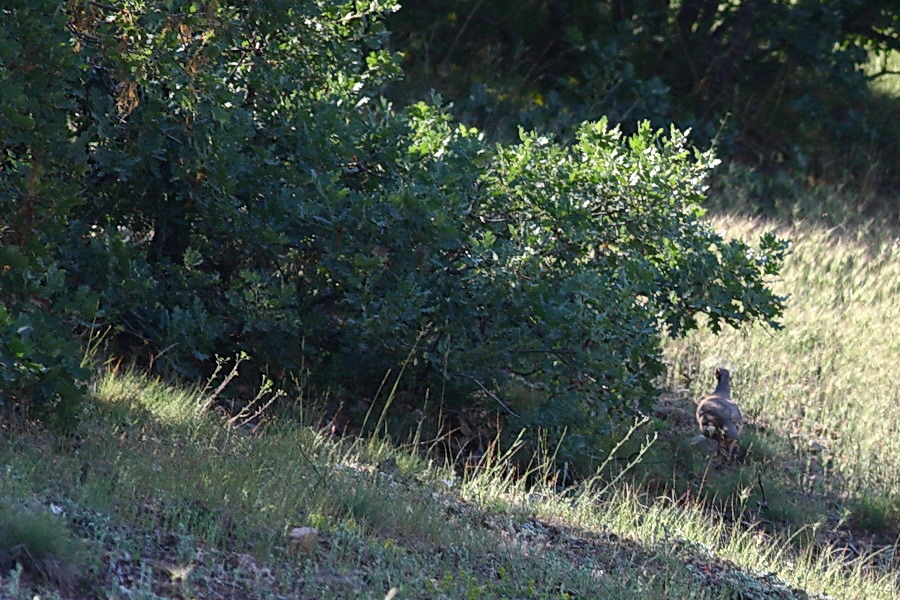 Chukar Partridge