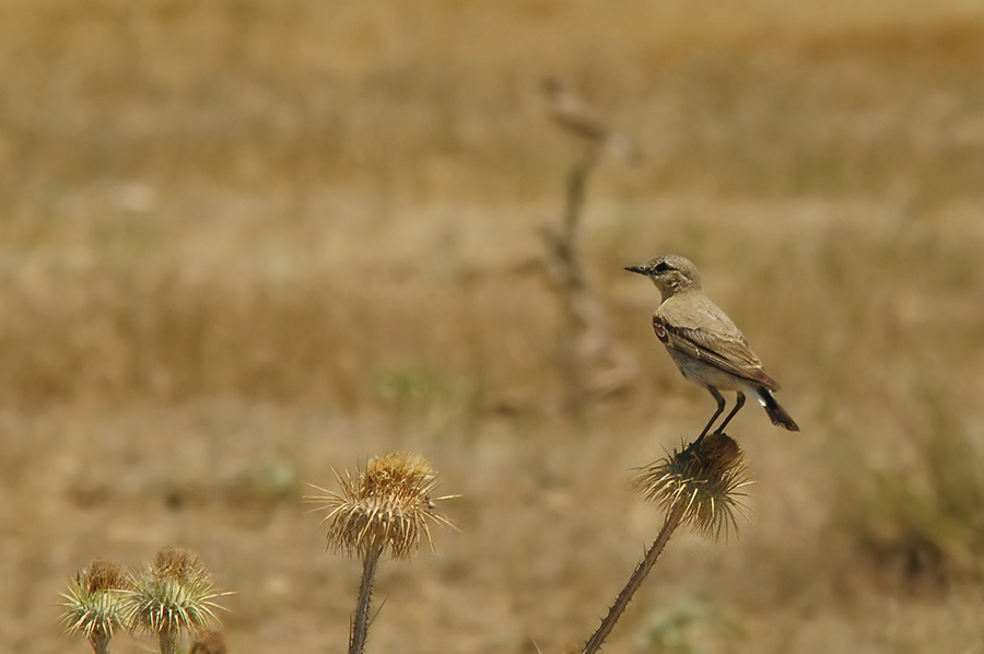 Northern Wheatear