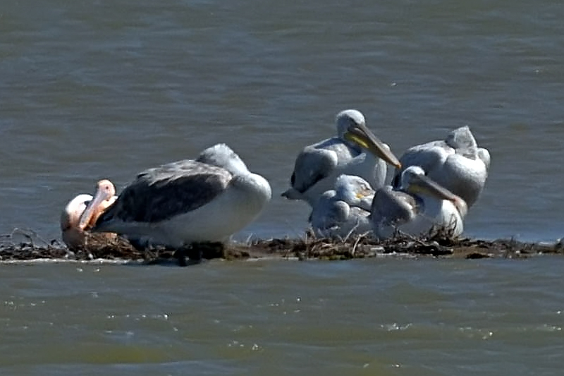Great White Pelican