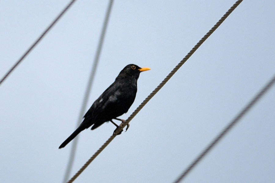 Common Blackbird