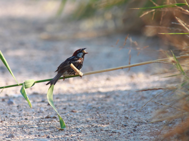 Spanish Sparrow