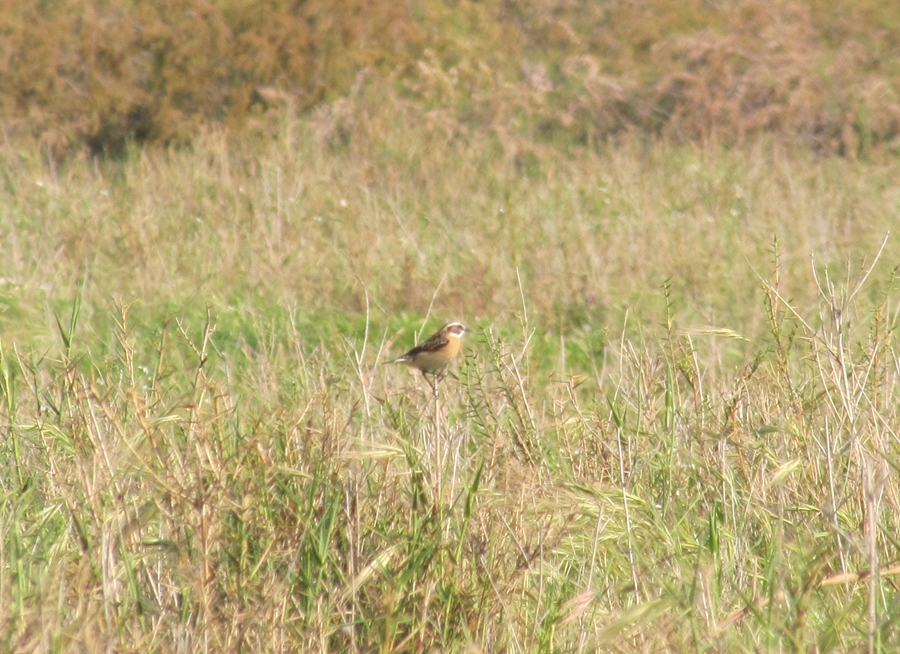 Whinchat