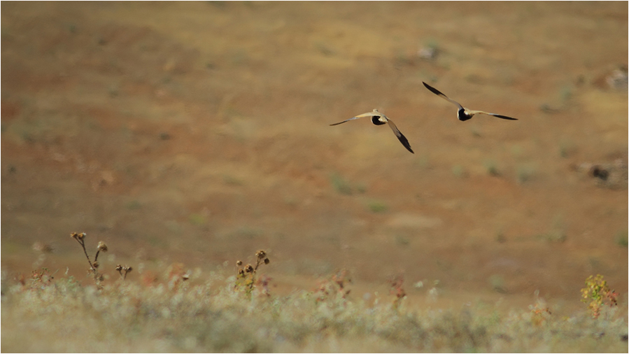 Black-bellied Sandgrouse