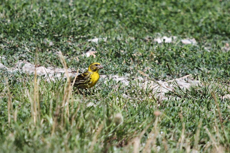 European Serin