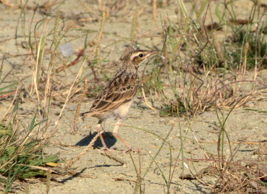 Tawny Pipit