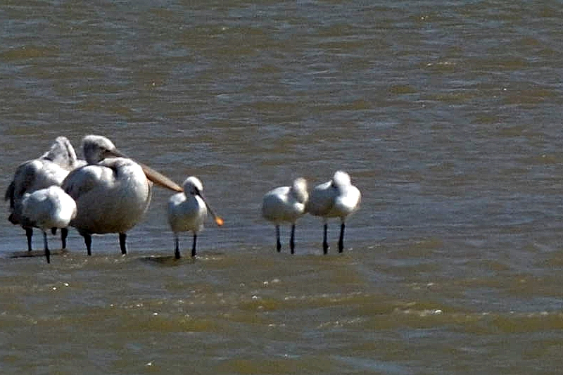 Eurasian Spoonbill