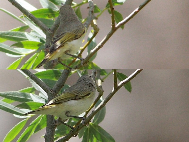 Eastern Bonelli`s Warbler