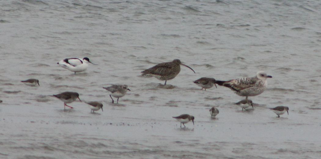 Eurasian Curlew