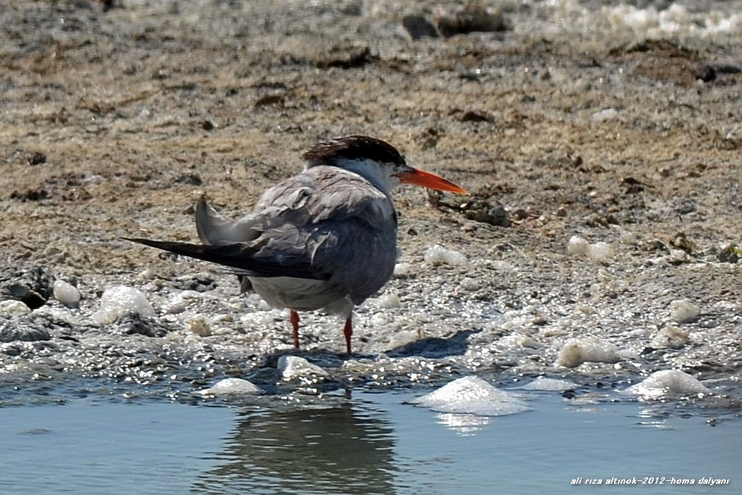 Caspian Tern