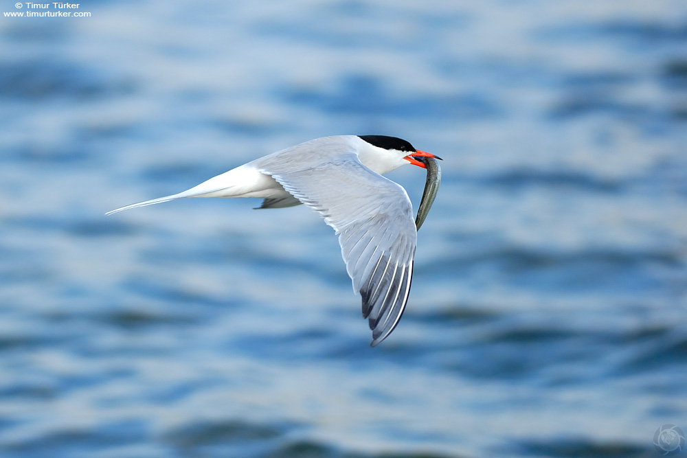 Common Tern