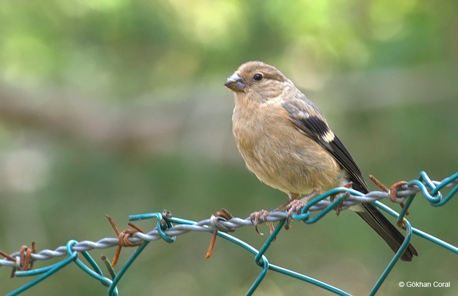 Eurasian Bullfinch