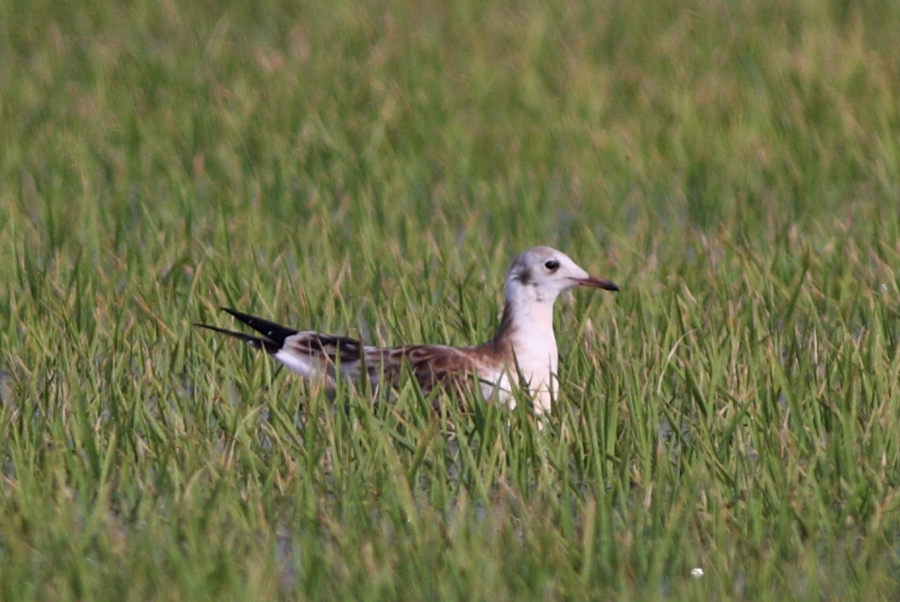 Black-headed Gull