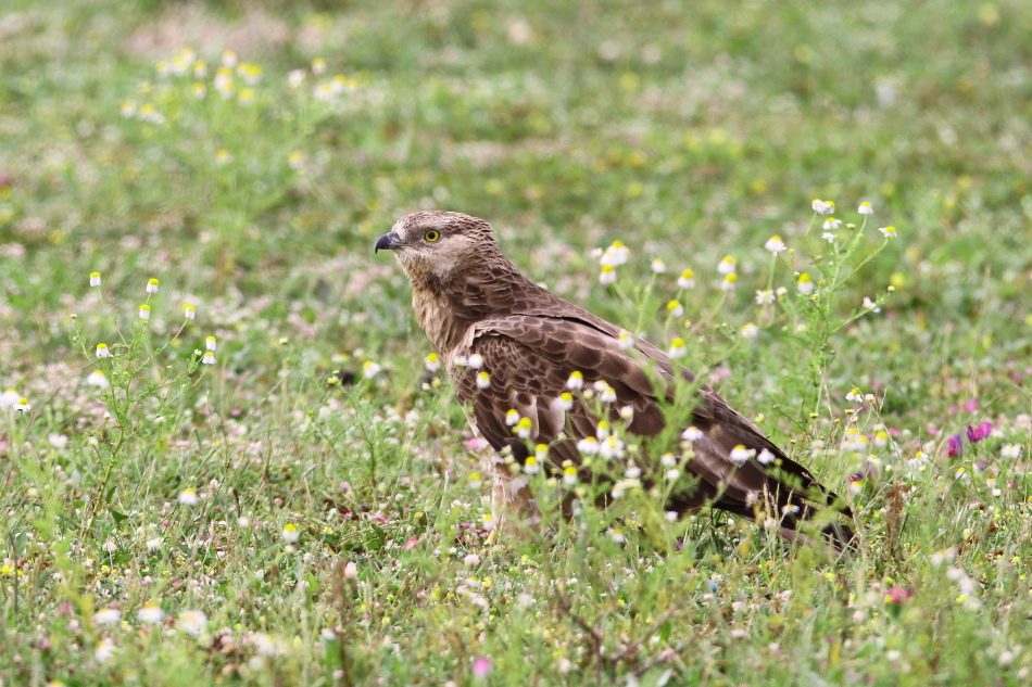 European Honey Buzzard