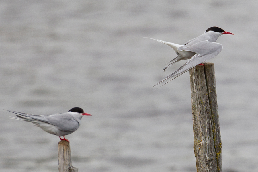 Arctic Tern