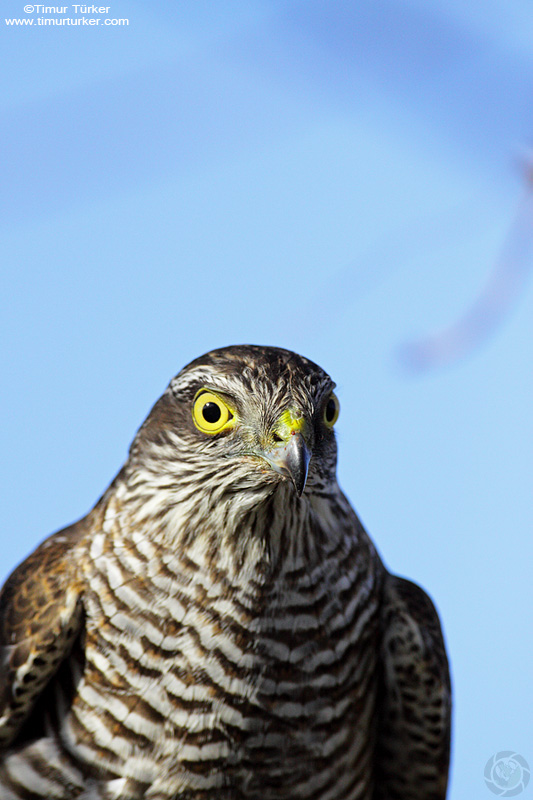 Eurasian Sparrowhawk
