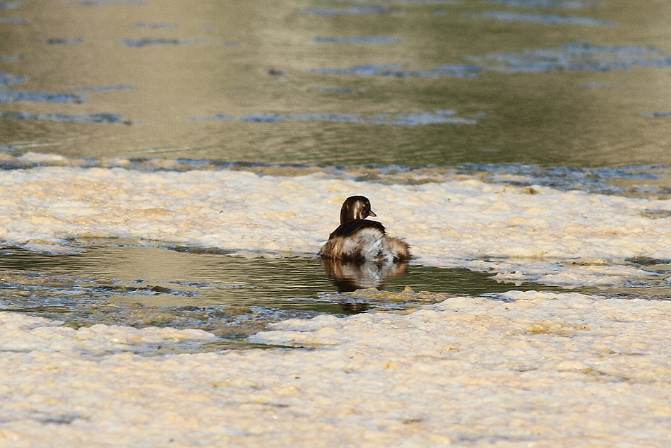 Little Grebe
