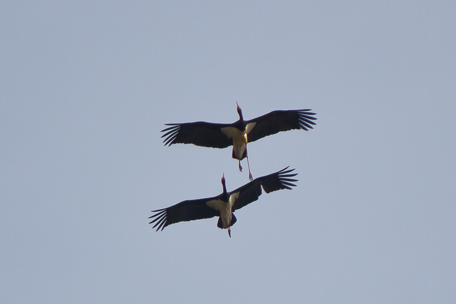 Black Stork